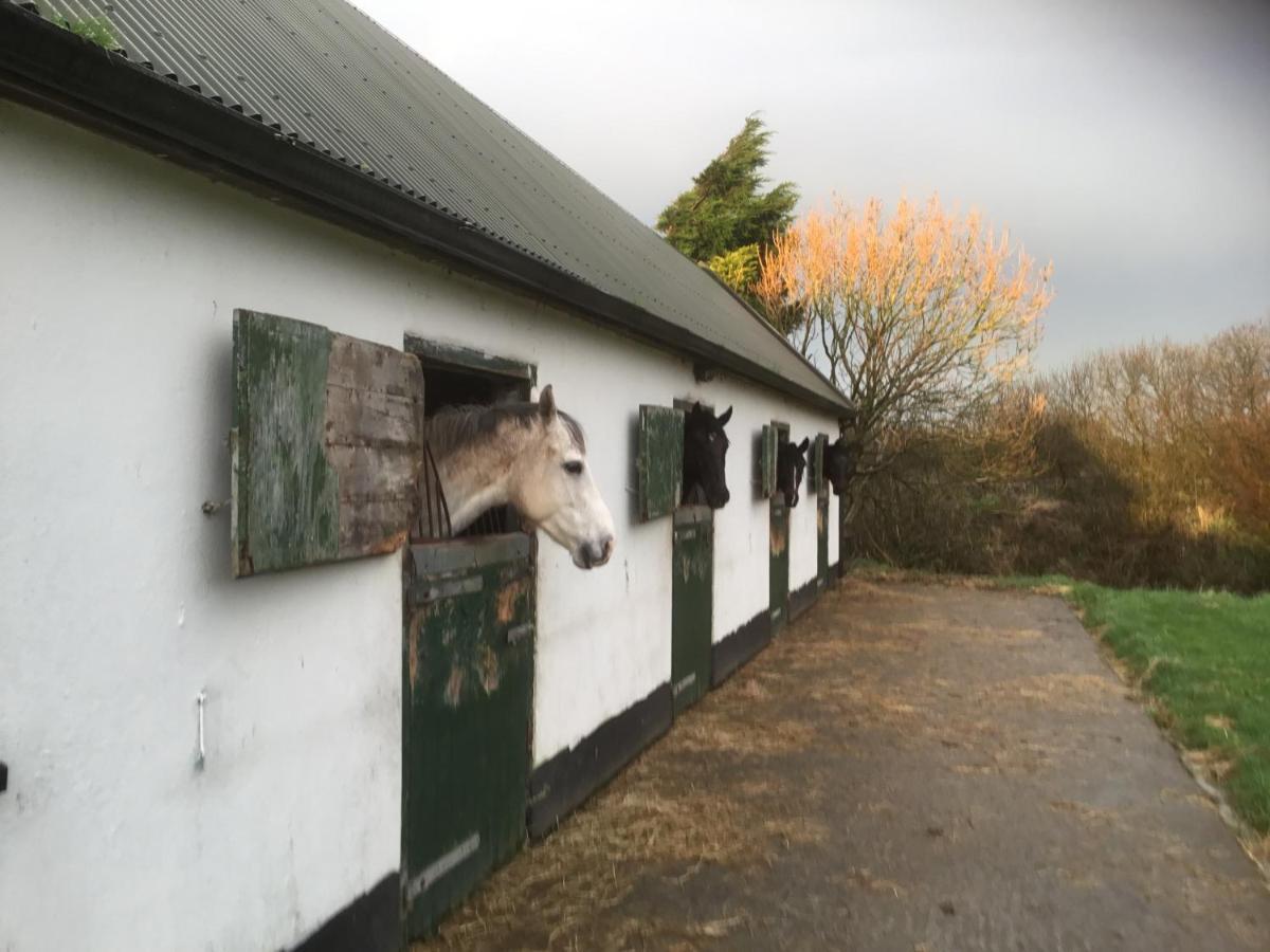 Pensjonat Dromelihy House Stud Doonbeg Zewnętrze zdjęcie