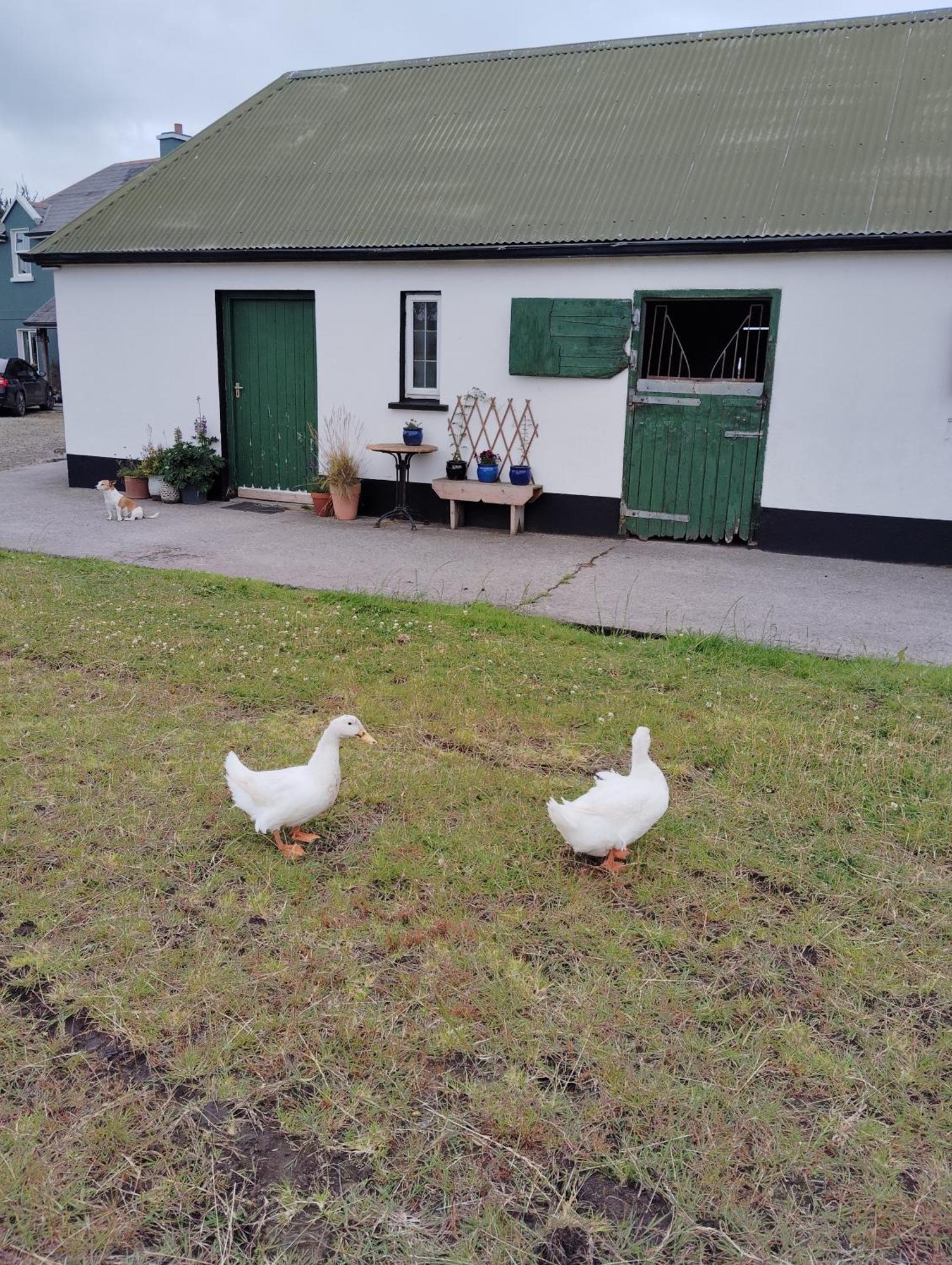 Pensjonat Dromelihy House Stud Doonbeg Zewnętrze zdjęcie