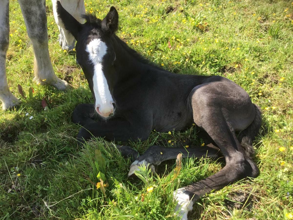 Pensjonat Dromelihy House Stud Doonbeg Zewnętrze zdjęcie